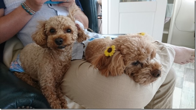 ふう太とりゅう太