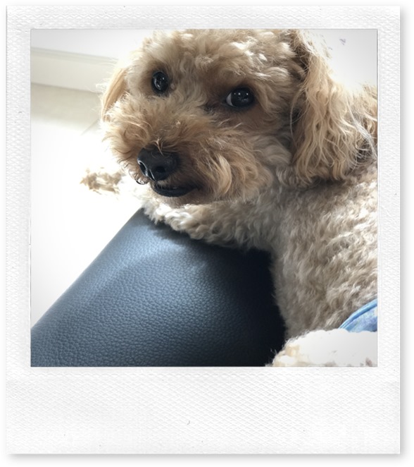 2017-08-12 09.02.40-1