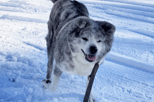 秋田県のはなちゃん